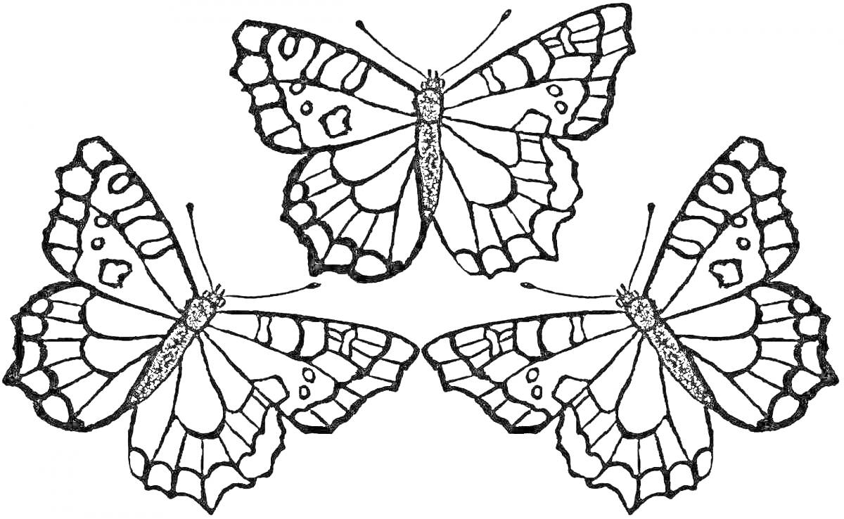 Раскраска Три бабочки с узорчатыми крыльями