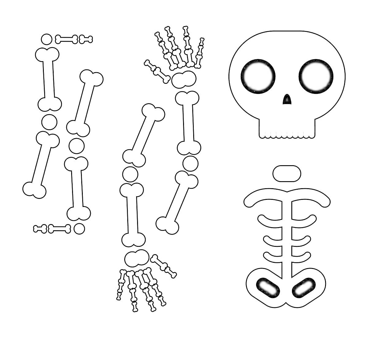 На раскраске изображено: Скелет, Череп, Кости, Анатомия, Руки, Ноги, Таз, Хэллоуин