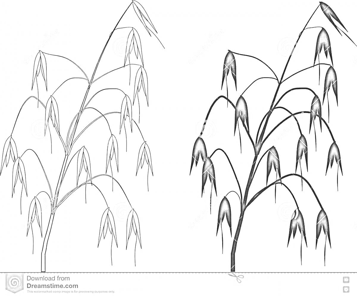 Раскраска Растение овса с колосьями