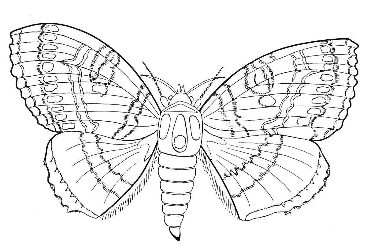 Раскраска Бабочка с детализированными крыльями и телом