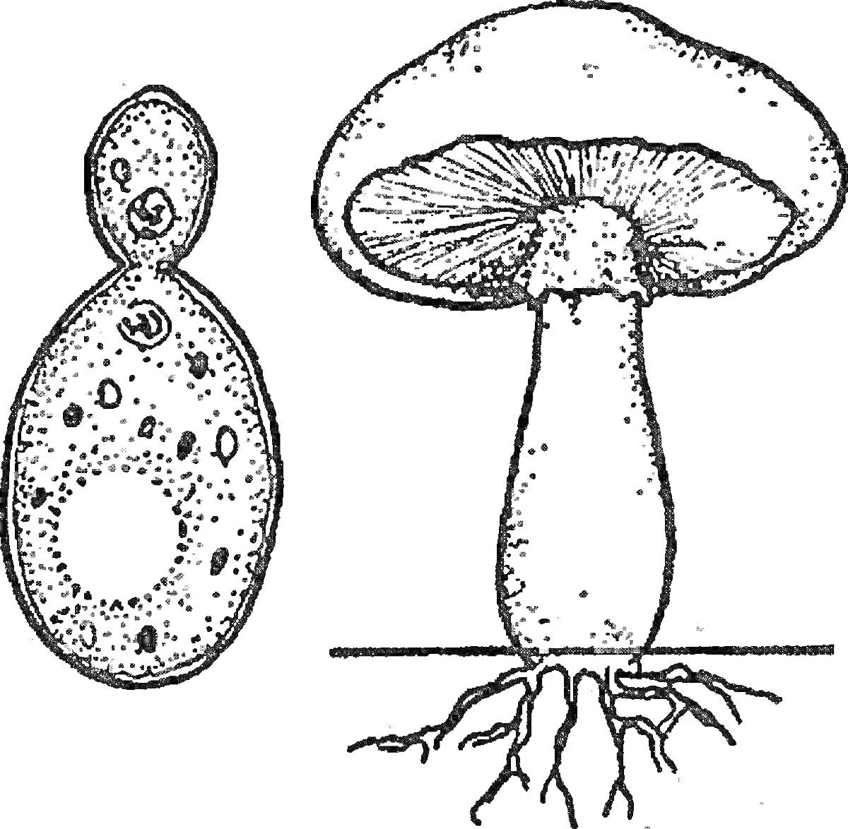 На раскраске изображено: Строение гриба, Корни, Ботаника, Биология, Образование