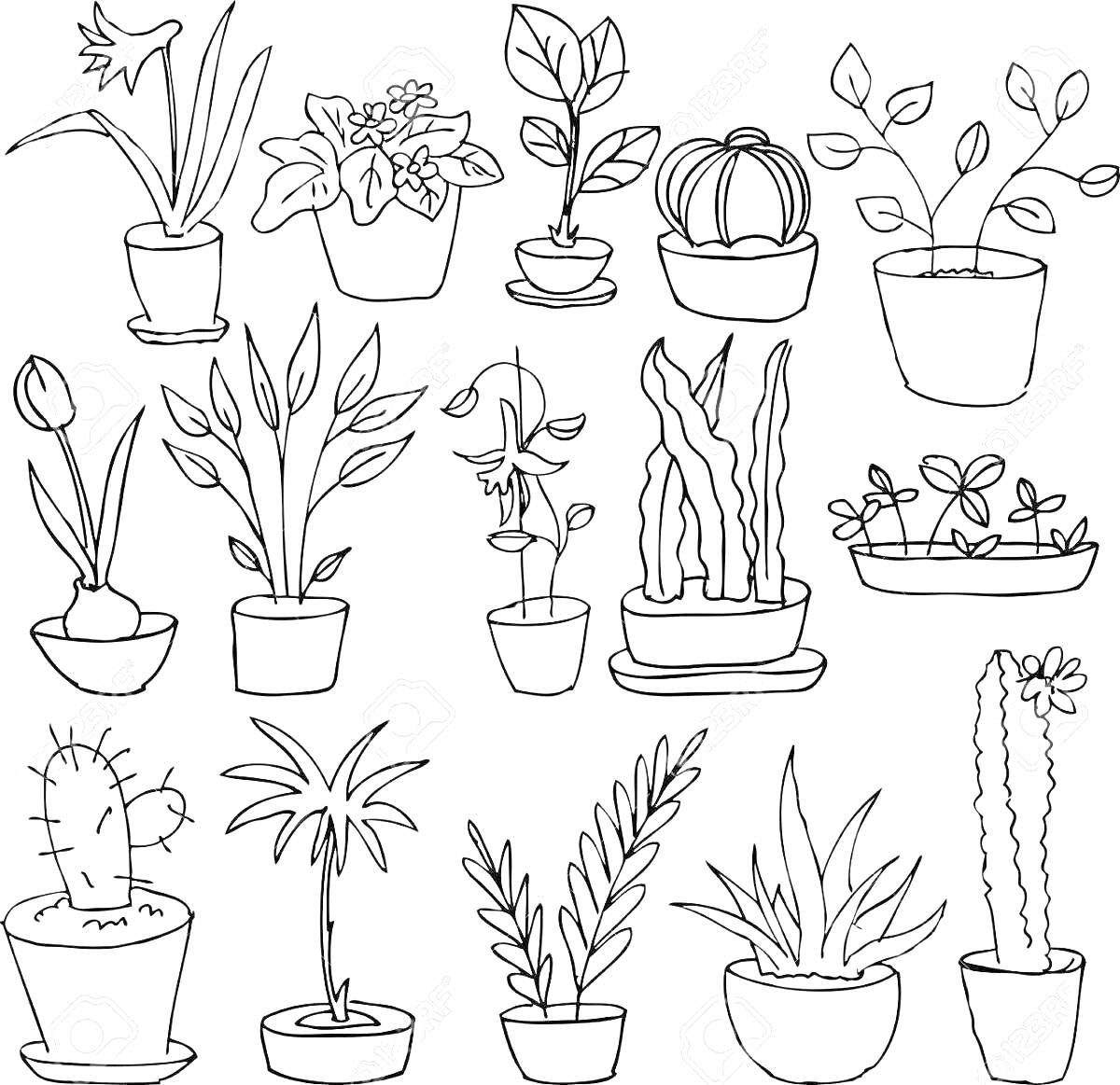 На раскраске изображено: Комнатные растения, Цветы, Кактусы, Горшки, Листья, Учебные материалы, Занятия для детей