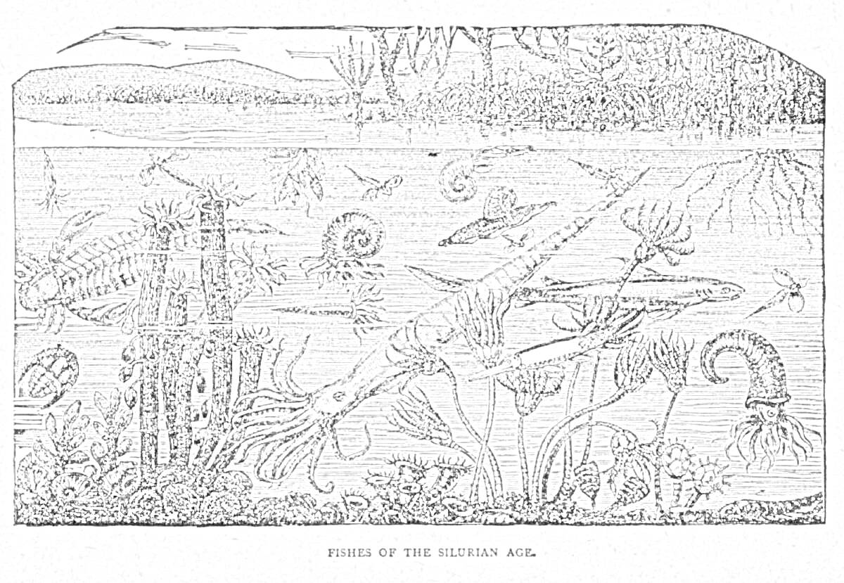Раскраска Морская жизнь силурийского периода с лилиями, наутилоидами, трилобитами, акантодами, кораллами и панцирными рыбами