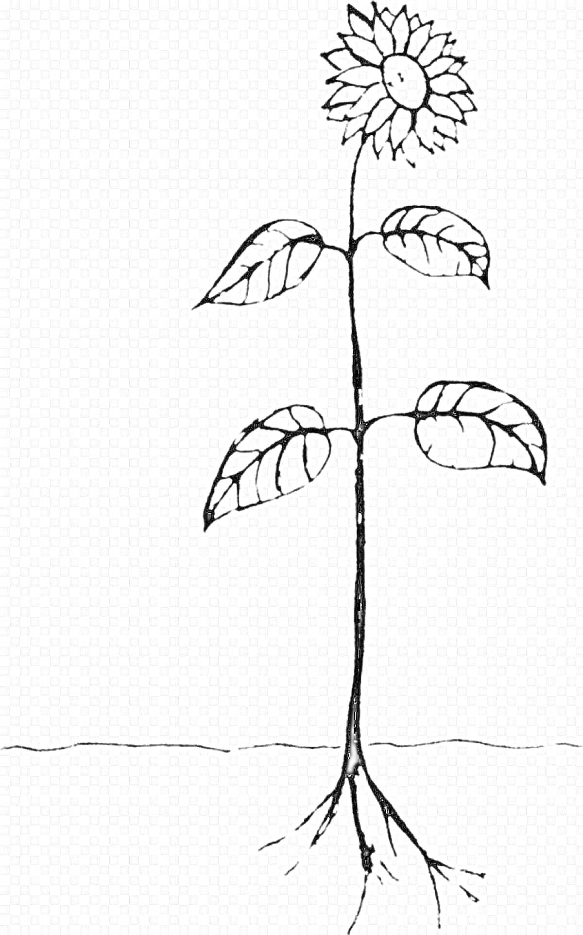 Раскраска Подсолнух с корнями, стеблем, листьями и цветком