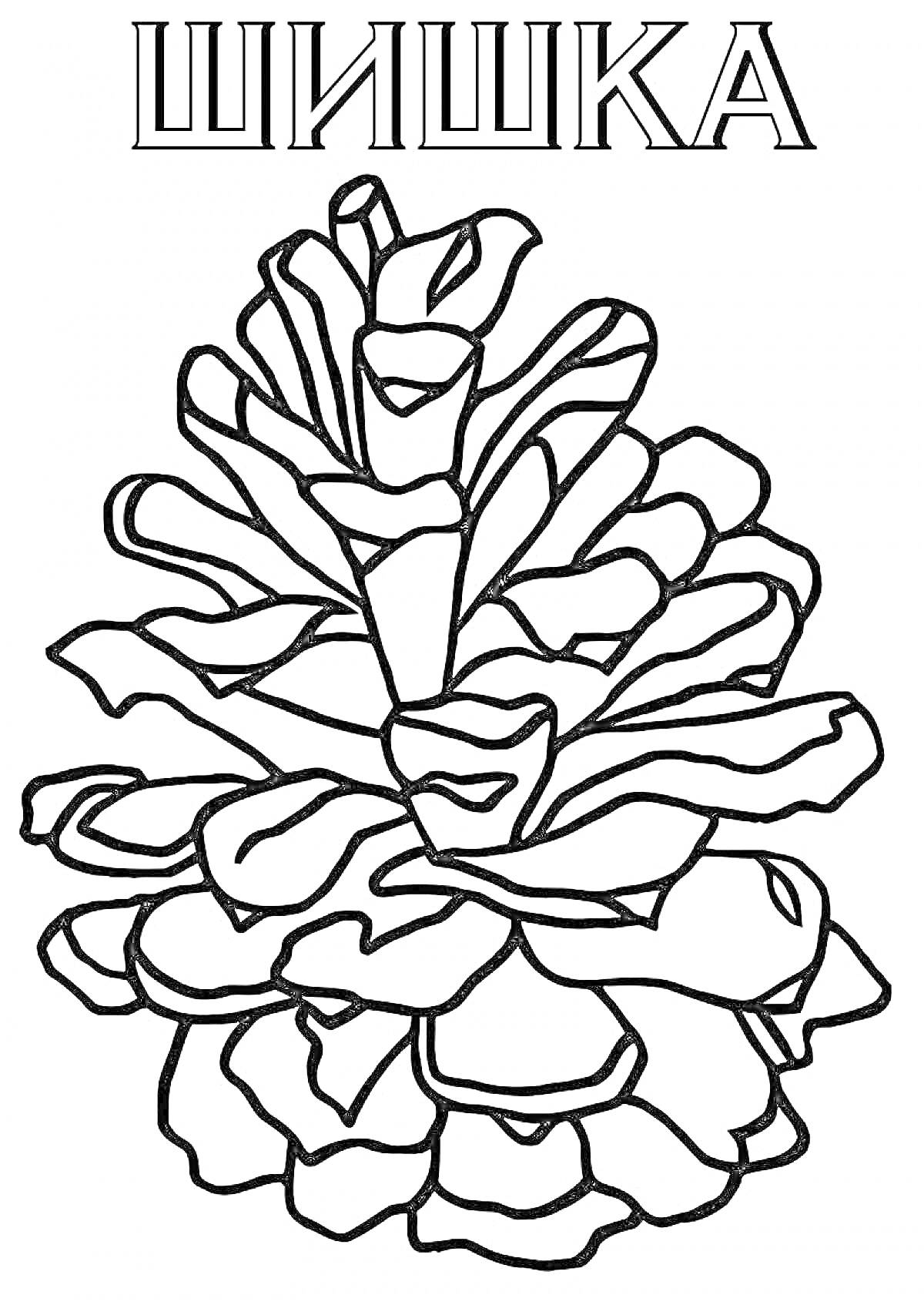 Раскраска Шишка, стилизованное изображение сосновой шишки с надписью 