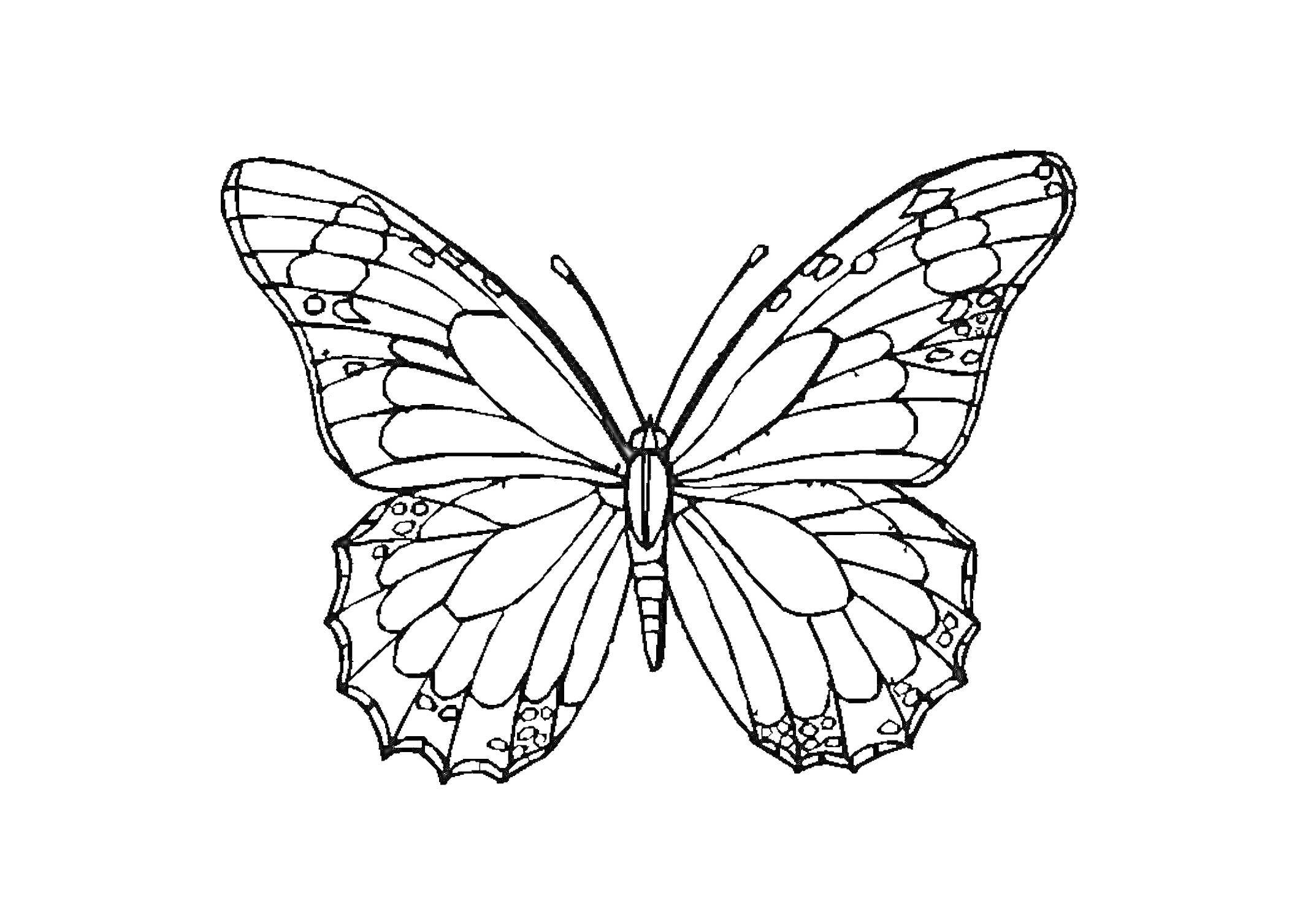 Раскраска Черно-белая раскраска бабочки с развернутыми крыльями