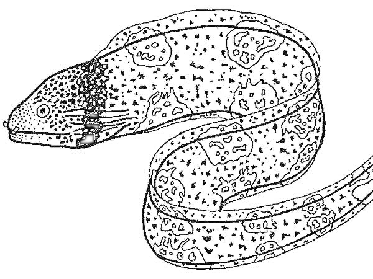 Раскраска Мурена с пятнистым узором