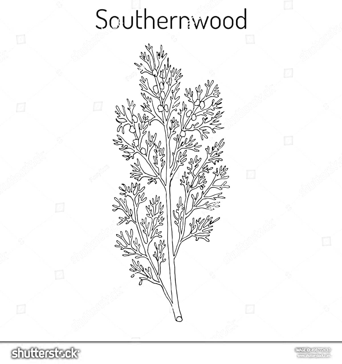 Раскраска Southernwood – ветвистая полынь