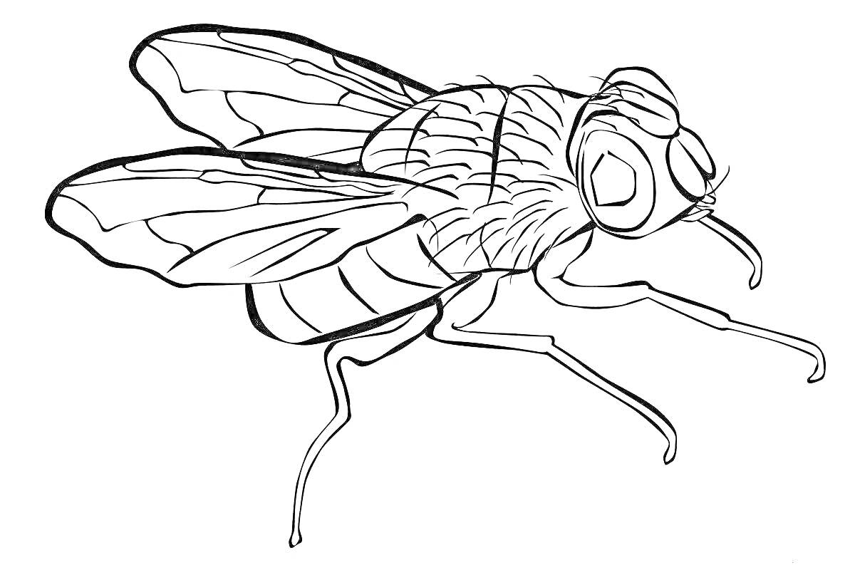 На раскраске изображено: Муха, Насекомое, Крылья, Ноги, Для малышей, 3 года, 4 года
