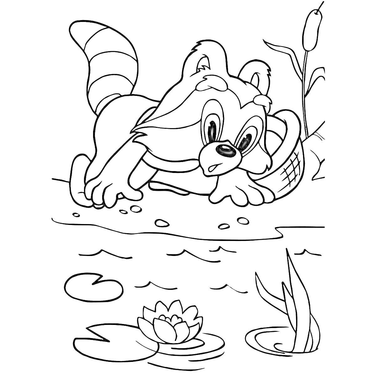 На раскраске изображено: Енот, Лес, Пруд, Растения, Природа, Вода
