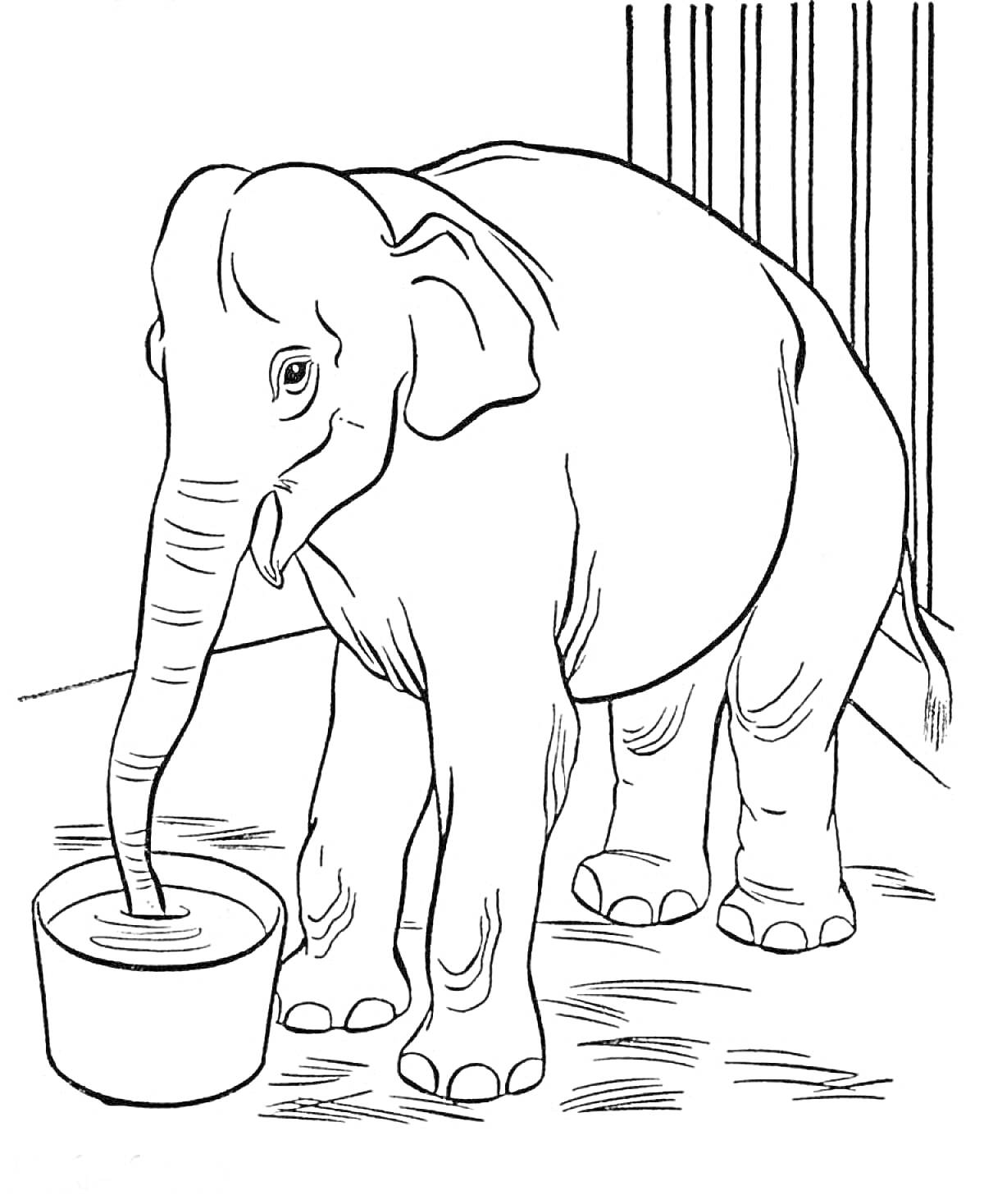Слон пьет воду из ведра в клетке