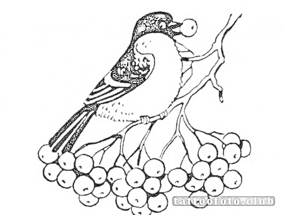 Раскраска Снегирь на ветке рябины с ягодами