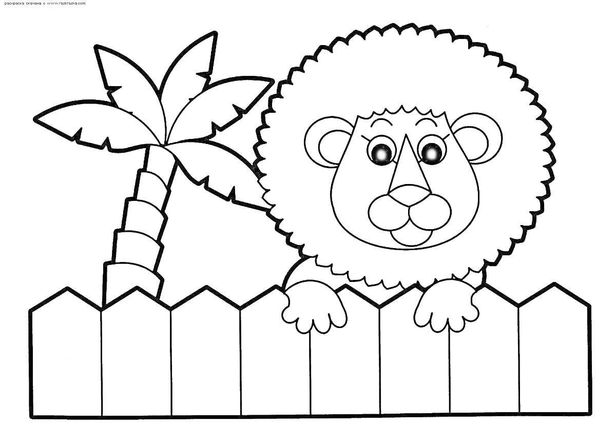 Раскраска Лев за забором рядом с пальмой