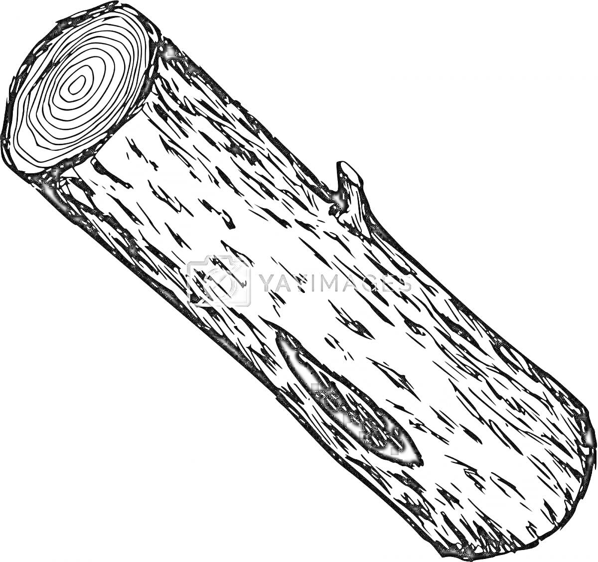 Раскраска Раскраска с изображением одного бревна с кольцами на срезе и небольшой веткой сбоку