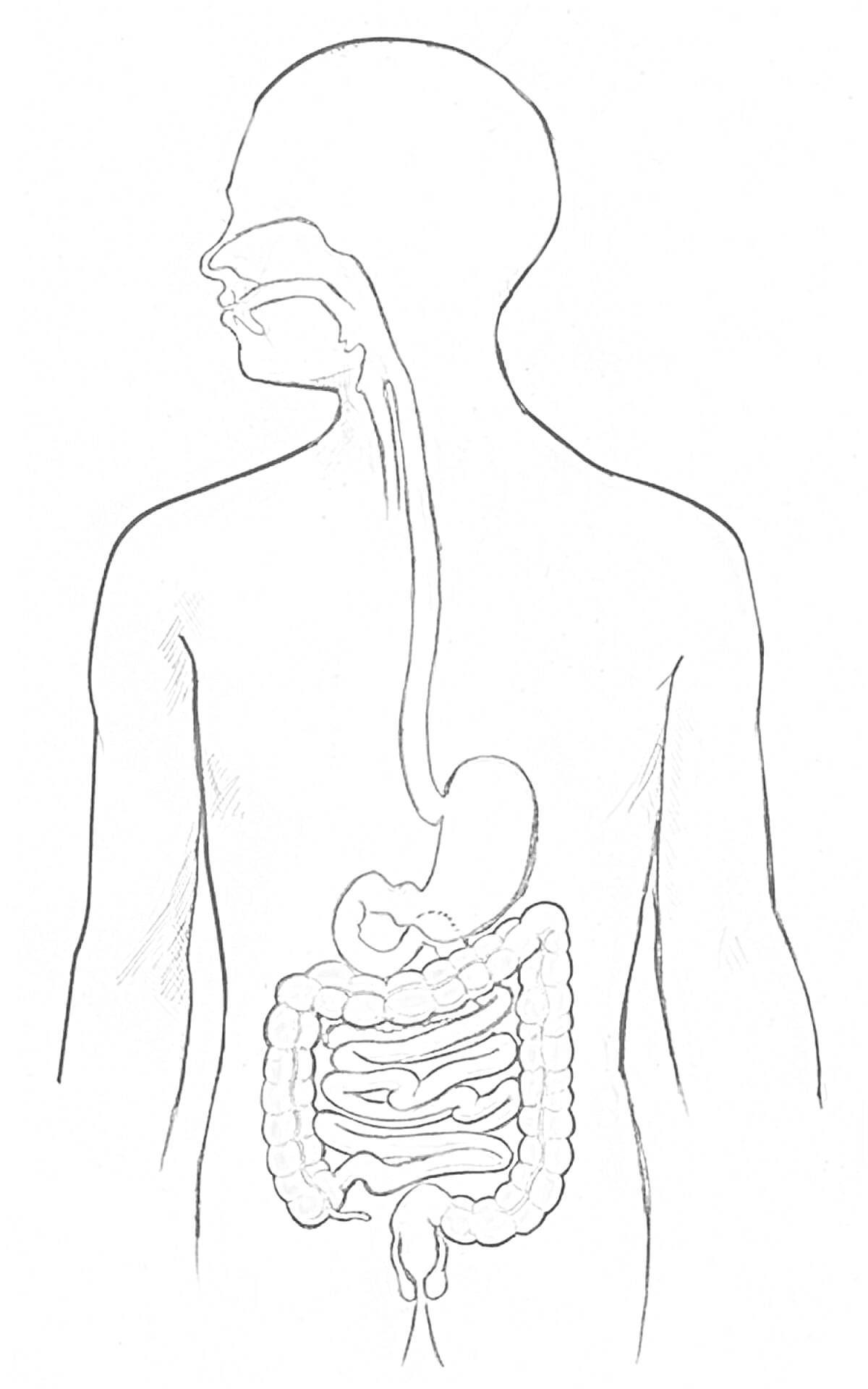 Пищеварительная система человека, включая ротовую полость, глотку, пищевод, желудок, тонкий кишечник, толстый кишечник