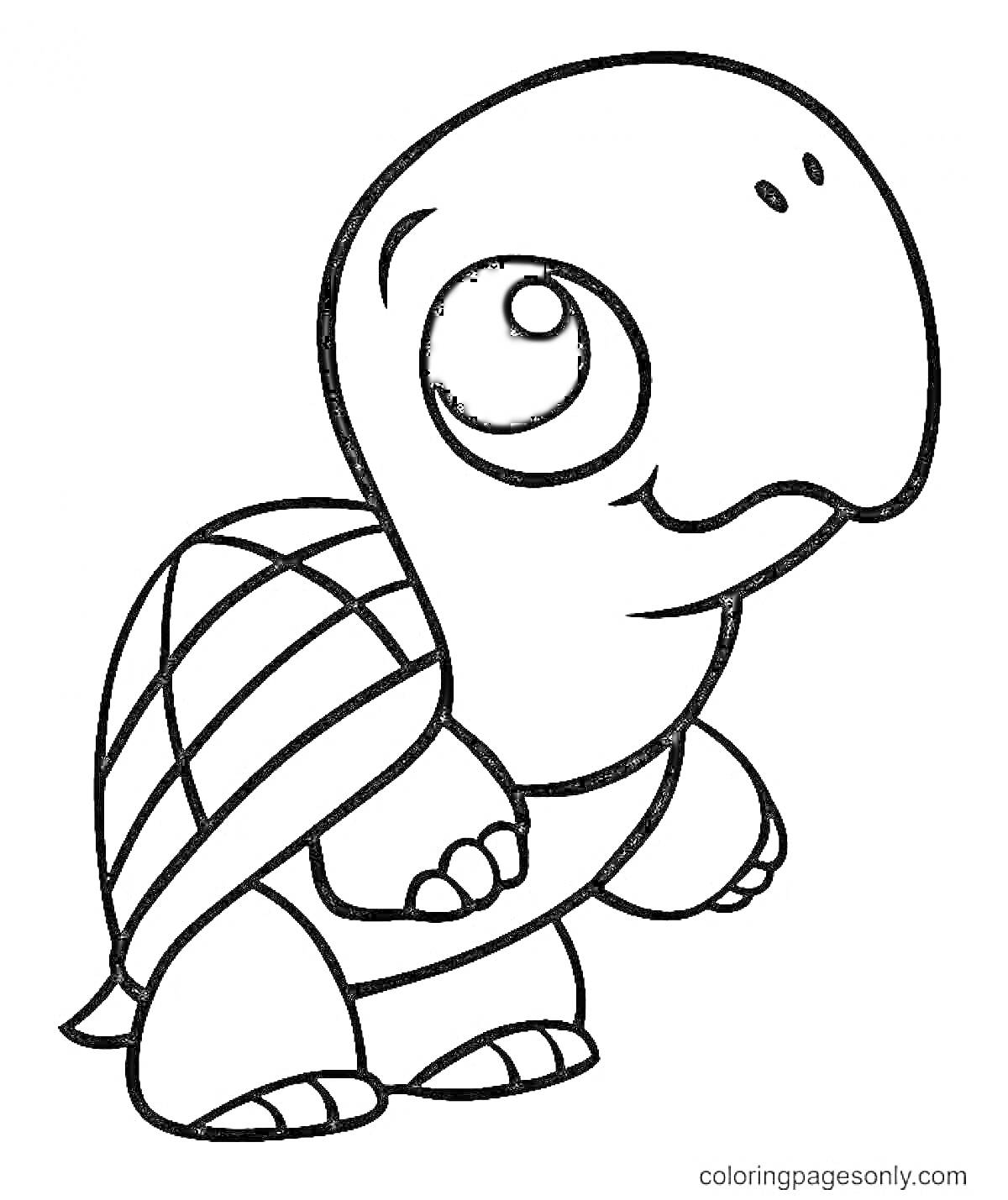 На раскраске изображено: Черепаха, Для детей, Большие глаза, Панцирь