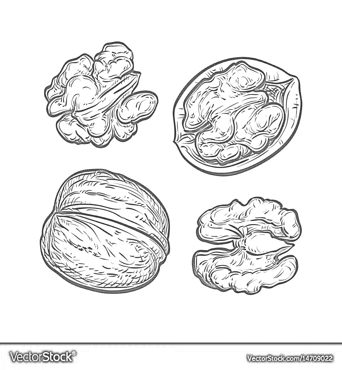 Раскраска Цельный грецкий орех и очищенные ядра грецкого ореха