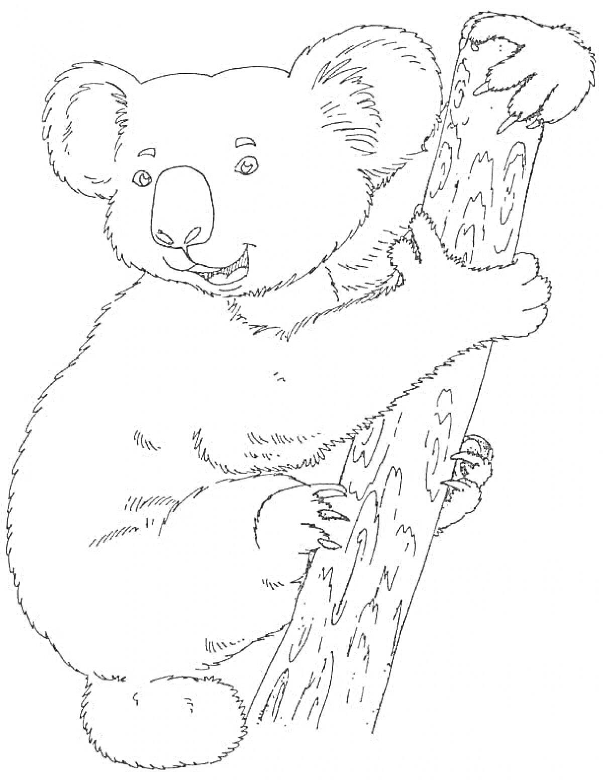На раскраске изображено: Коала, Животные, Для детей, Природа, Коалы, Лес, Австралийские животные
