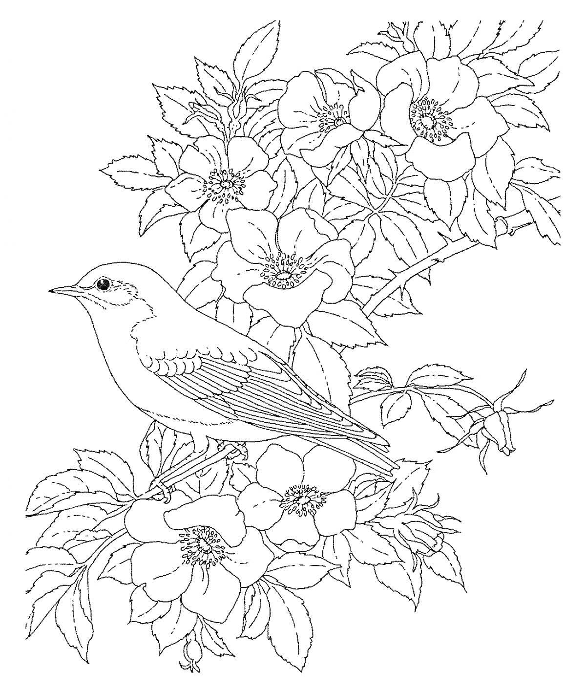 На раскраске изображено: Цветы, Птица, Ветка, Листья, Для взрослых, Природа