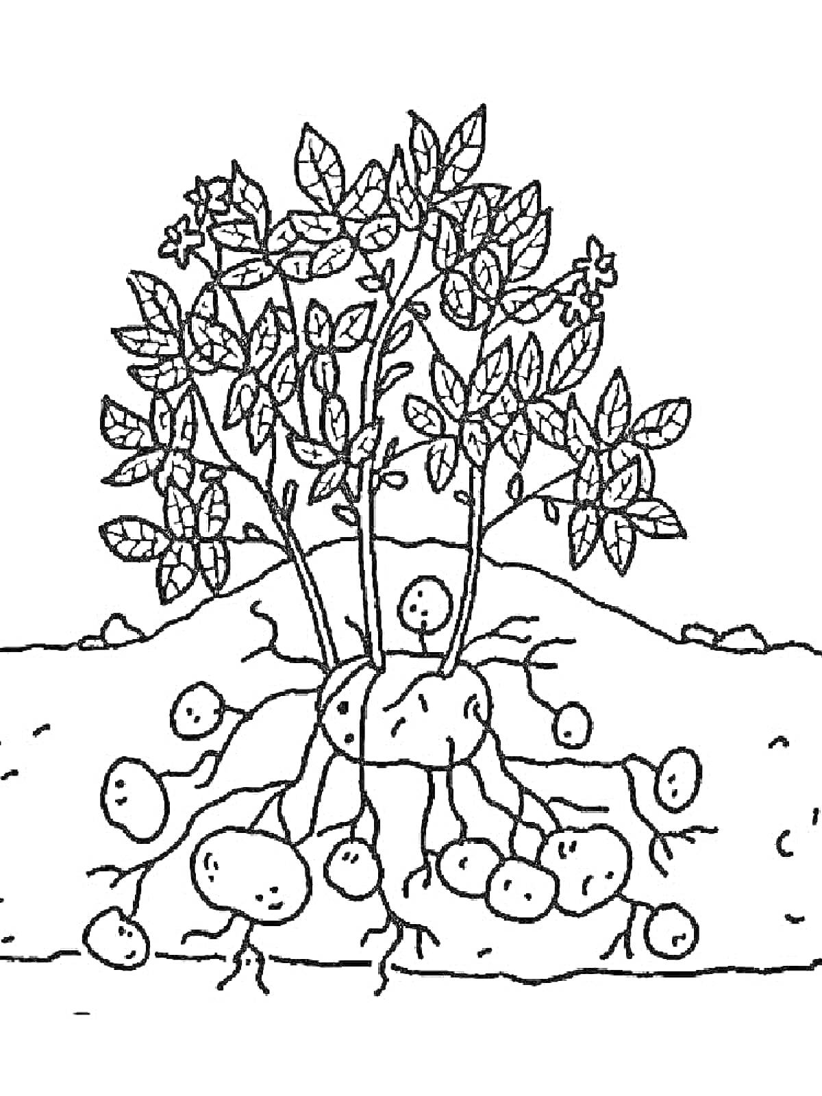 На раскраске изображено: Картофель, Листья, Корни, Земля, Ботаника, Овощи, Растения