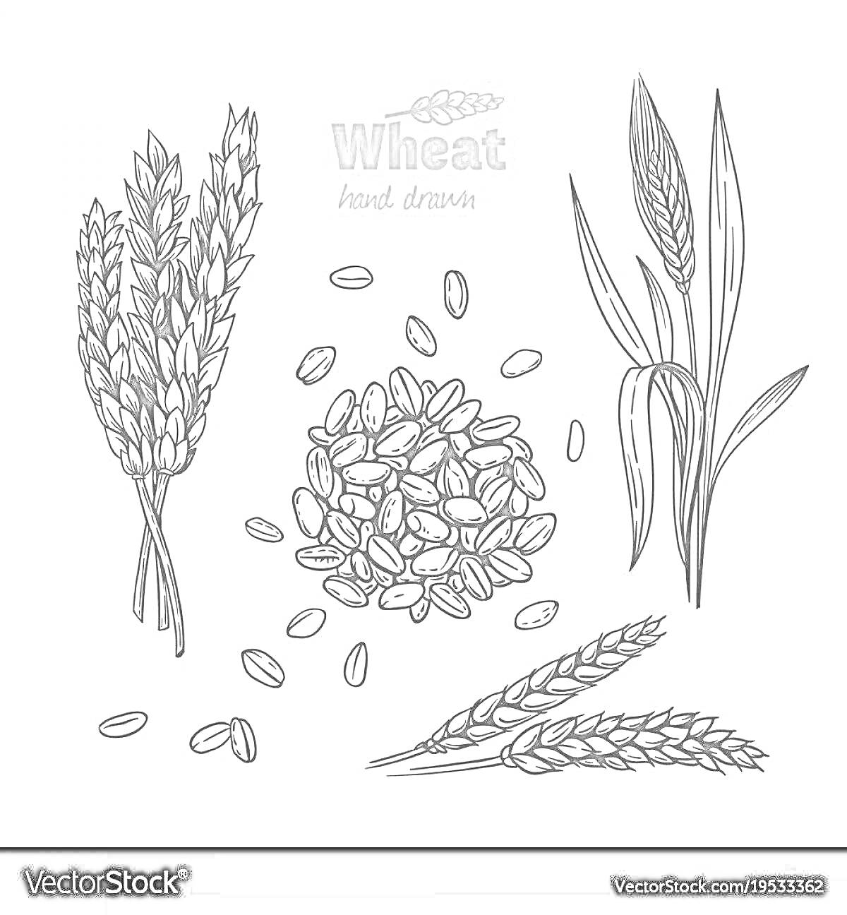 На раскраске изображено: Пшеница, Зерна, Колосок, Листья, Иллюстрация, Сельское хозяйство, Природа, Еда