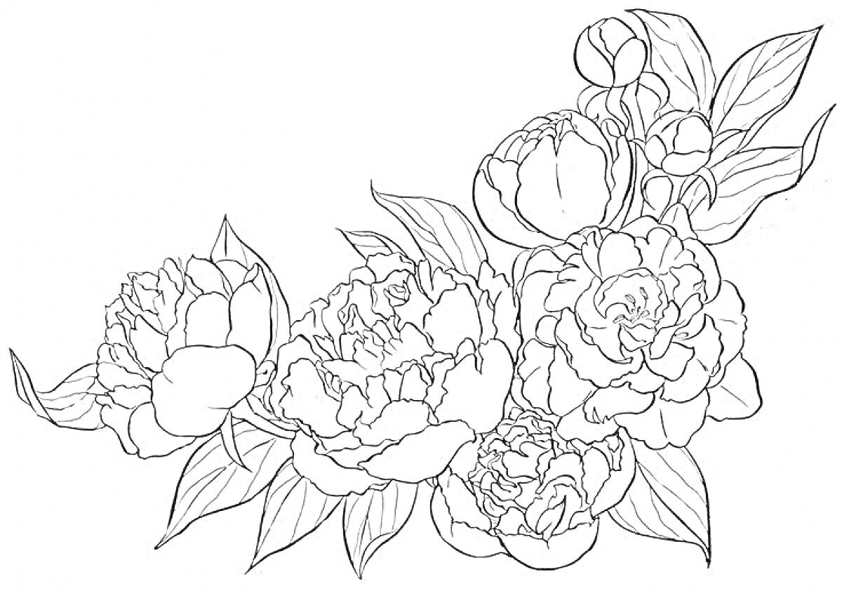 На раскраске изображено: Пионы, Цветы, Листья, Природа, Бутон, Контурные рисунки
