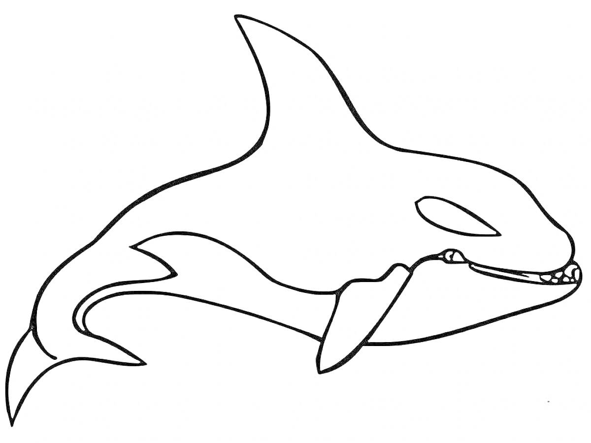 Раскраска Касатка - крупный кит с чёрно-белой окраской, улыбающийся, профиль