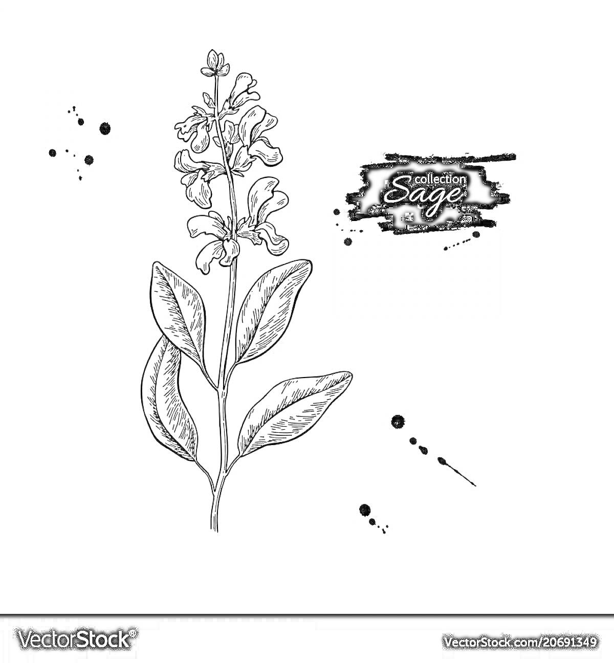 Раскраска Растение шалфей с цветками и чернильными кляксами на белом фоне