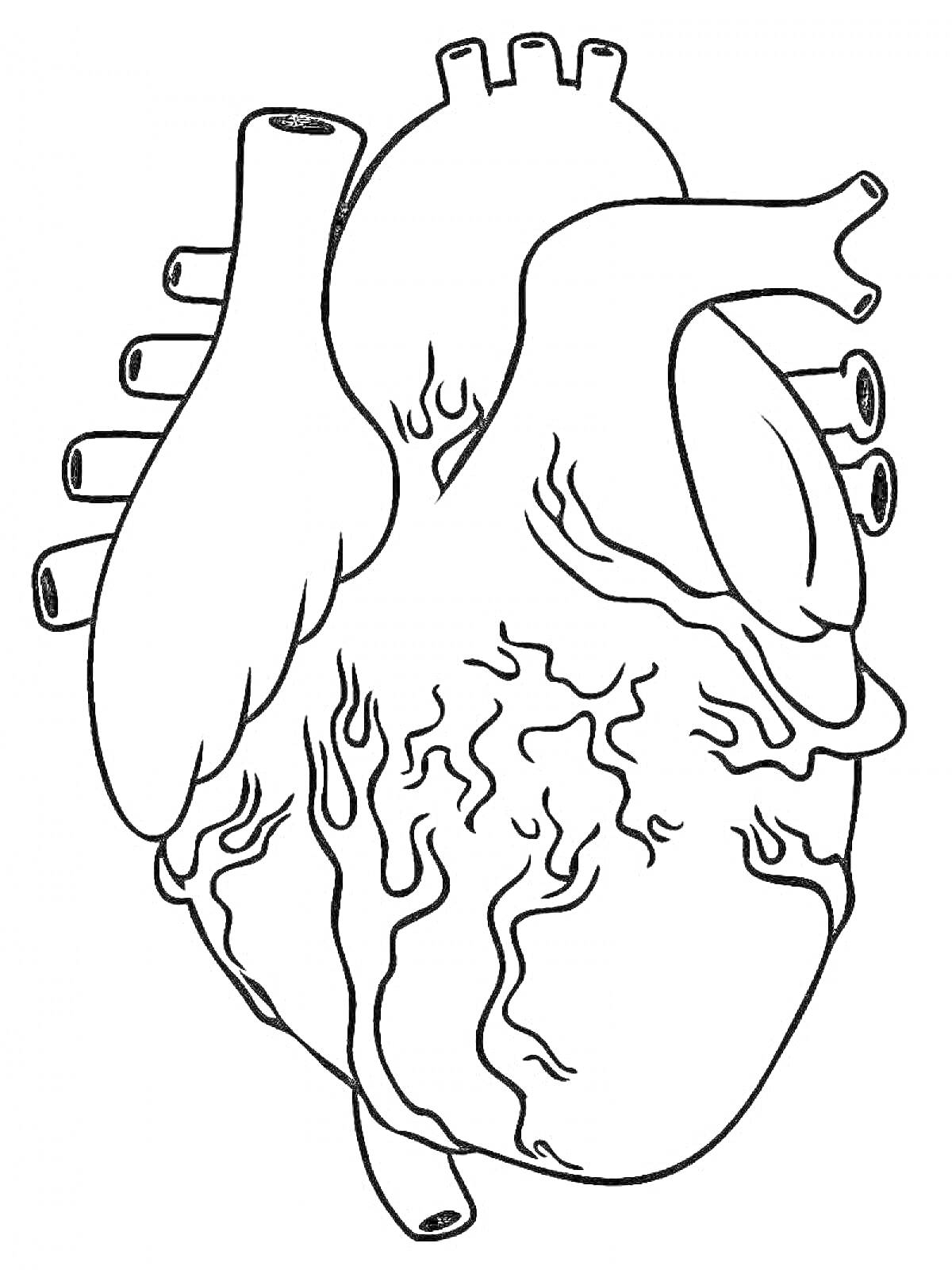 Раскраска Анатомическое сердце с артериями и венами