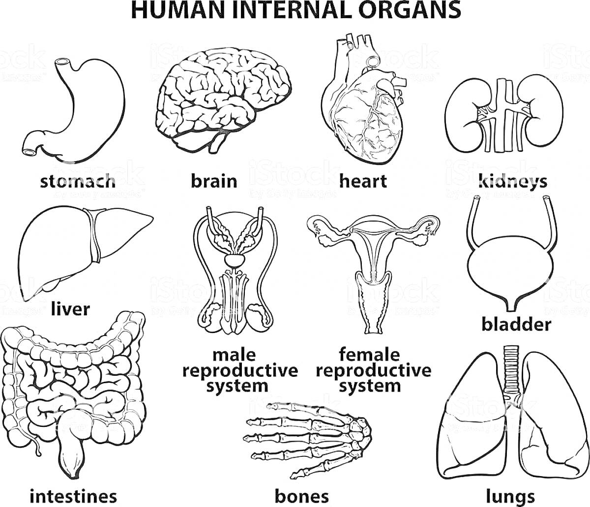 внутренние органы человека: желудок, мозг, сердце, почки, печень, мужская репродуктивная система, женская репродуктивная система, мочевой пузырь, кишечник, кости, легкие