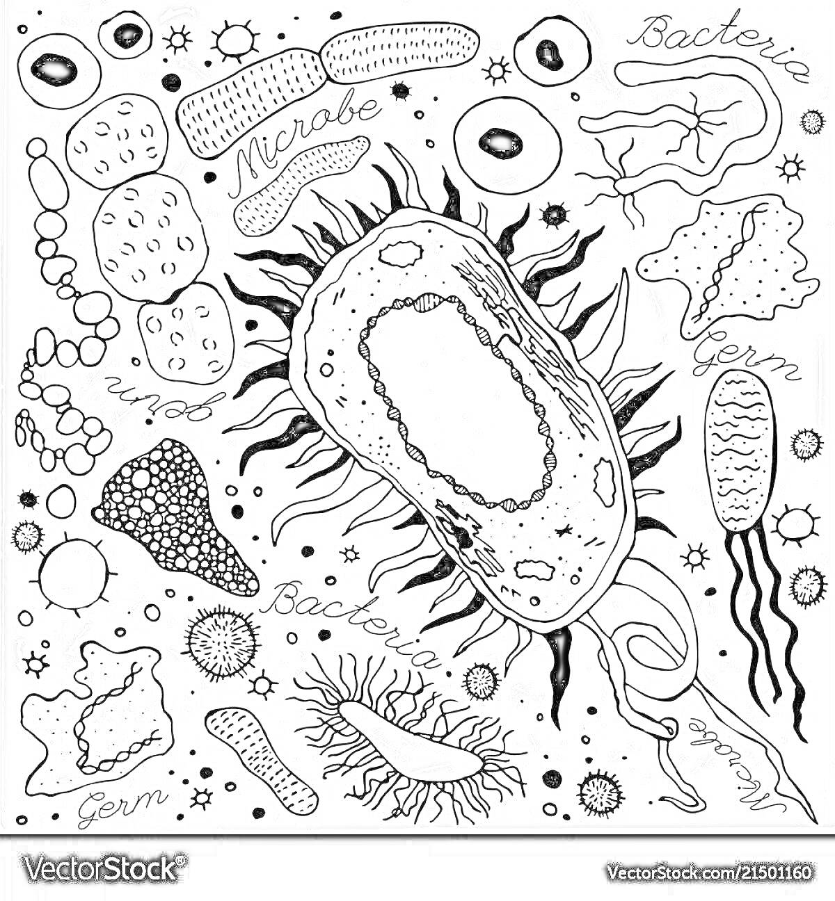 На раскраске изображено: Биология, Микроорганизмы, Бактерии, Микробы, Наука, Образование
