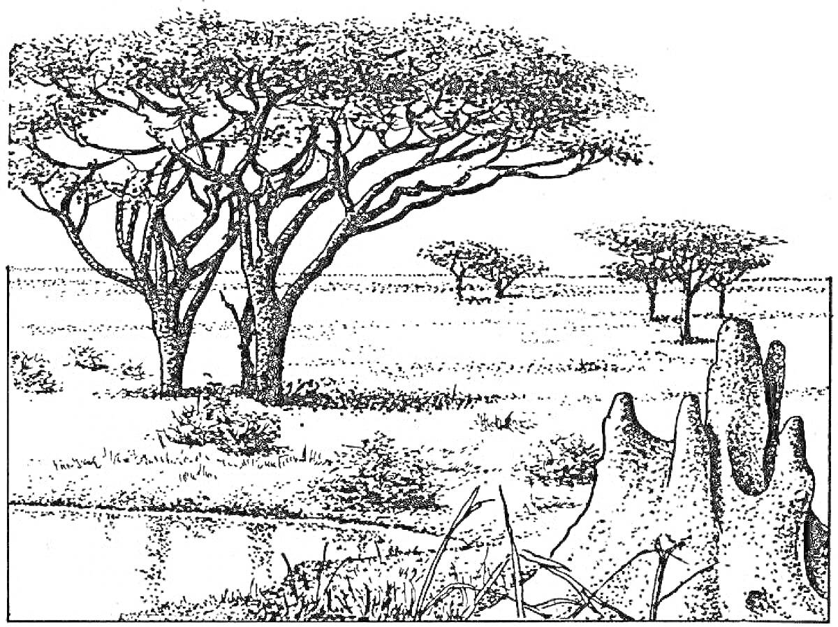 Раскраска Деревья акации и термитник на фоне саванны
