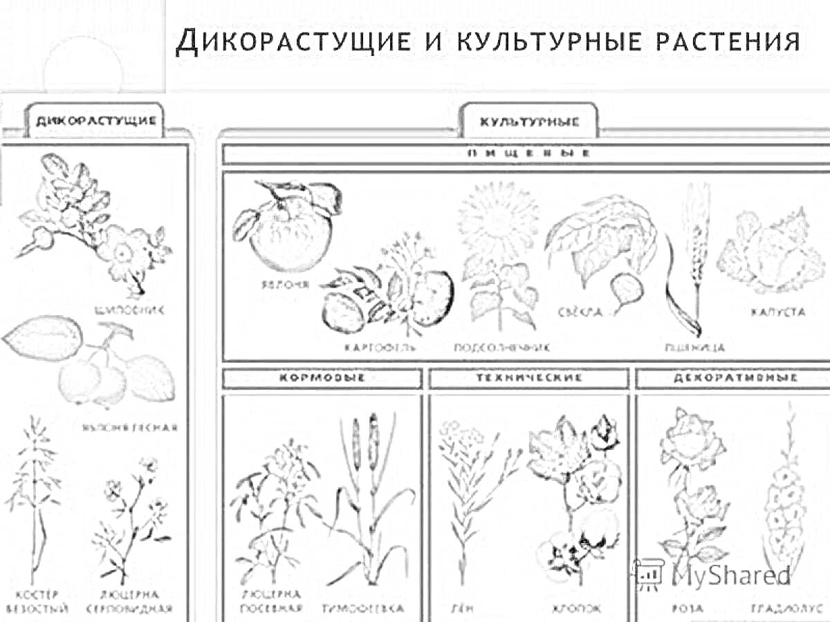 Раскраска дикорастущие и культурные растения (шиповник, земляника, посконник коноплевый, лен, куколь полевой, яблоня, картофель, подсолнечник, слива, капуста, клюква, черника, томат, редис, кукуруза, лен, хризантема, роза, гладиолус)