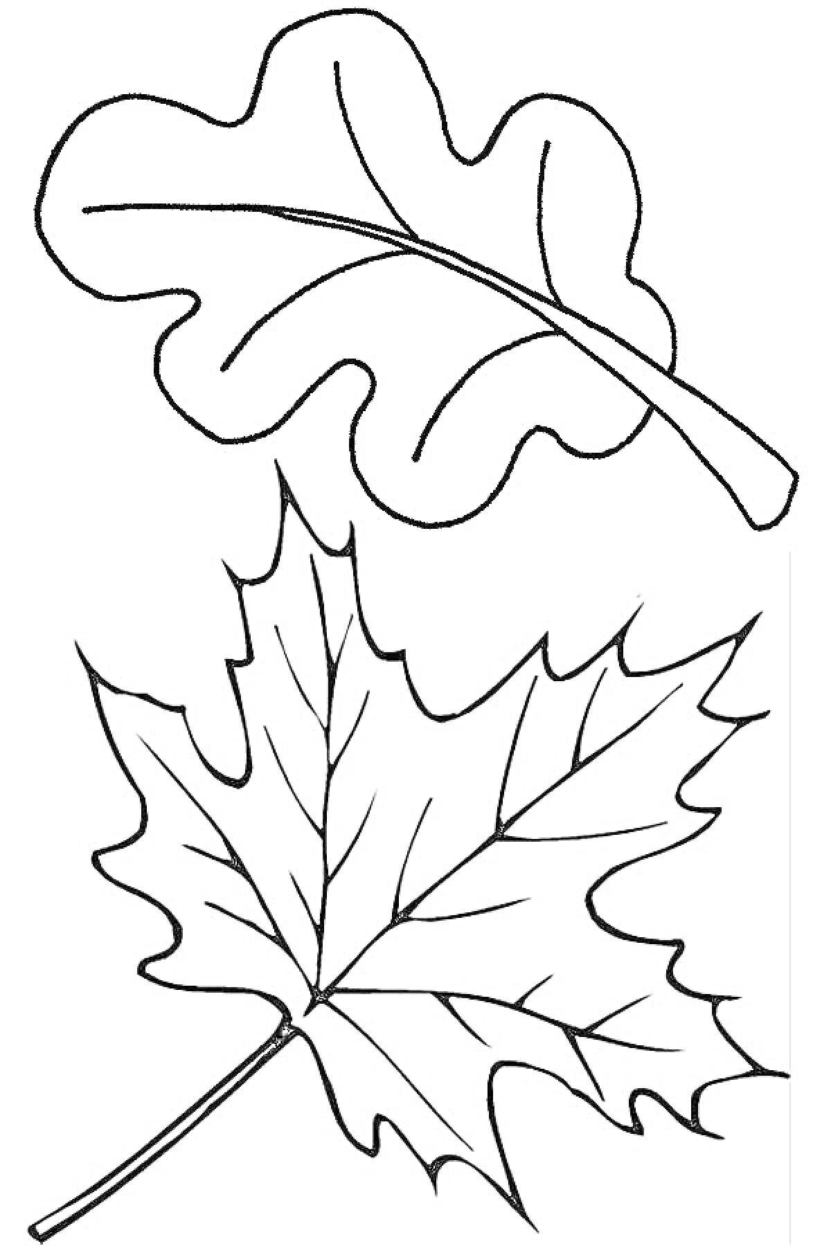 На раскраске изображено: Листья, Дуб, Клен, Природа, Осень, Ботаника, Деревья, Контурные рисунки