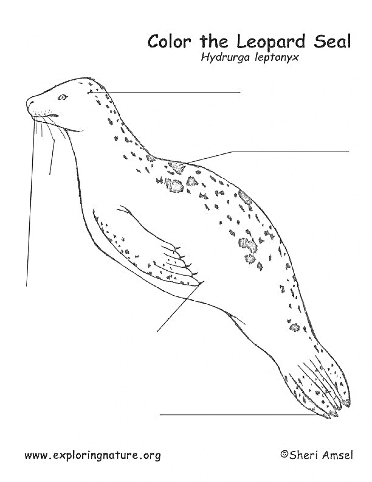 Раскраска Морской леопард (Hydrurga leptonyx) с тегами частей тела для раскрашивания