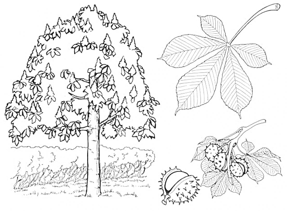 дерево, листья, плоды каштана, орехи в скорлупе