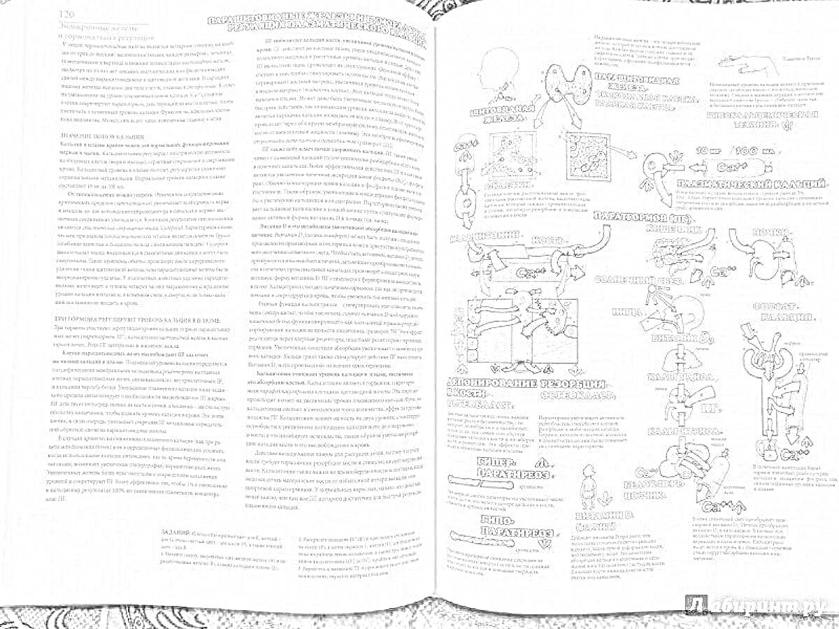 На раскраске изображено: Атлас, Физиология, Человек, Текст, Анатомия, Внутренние органы, Учебник