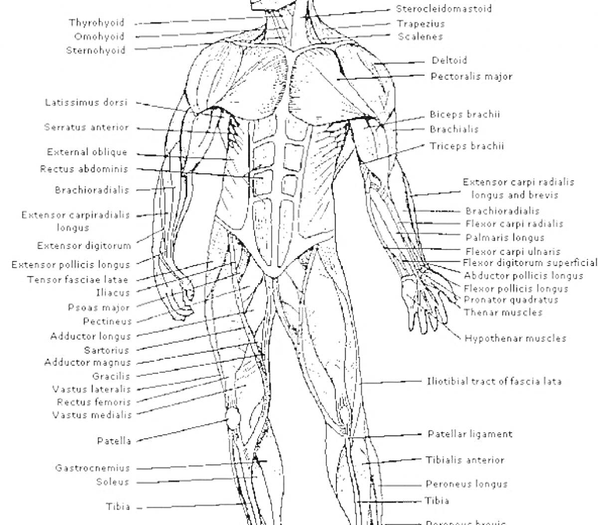Раскраска Значимые мышцы человеческого тела с подписями всех основных мышц