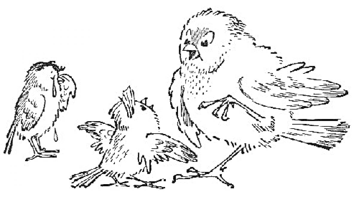 На раскраске изображено: Воробей, Гнездо, Природа, Семья, Птица, Младенец, Для взрослых
