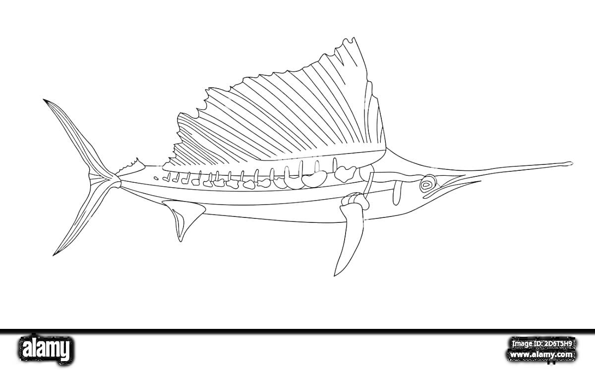 Раскраска Рыба парусник с развёрнутым плавником и длинным носом