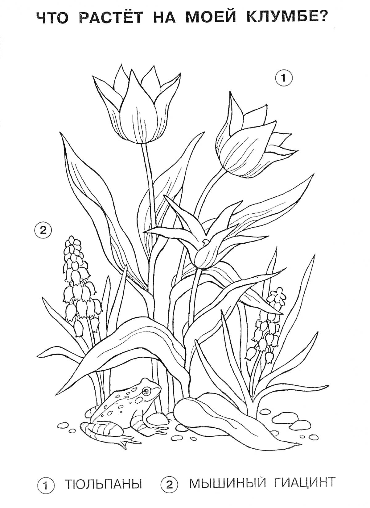 На раскраске изображено: Растения, Животные, Красная книга, Тюльпаны, Клумба, Природа, Цветы, Амфибии