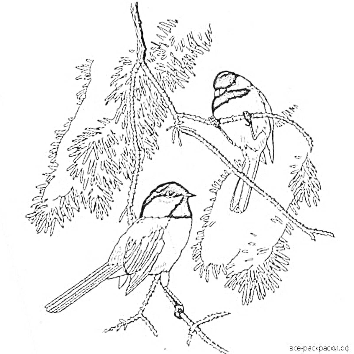 На раскраске изображено: Синица, Ветка, Птица, Природа, Лес, Зима, Иллюстрация