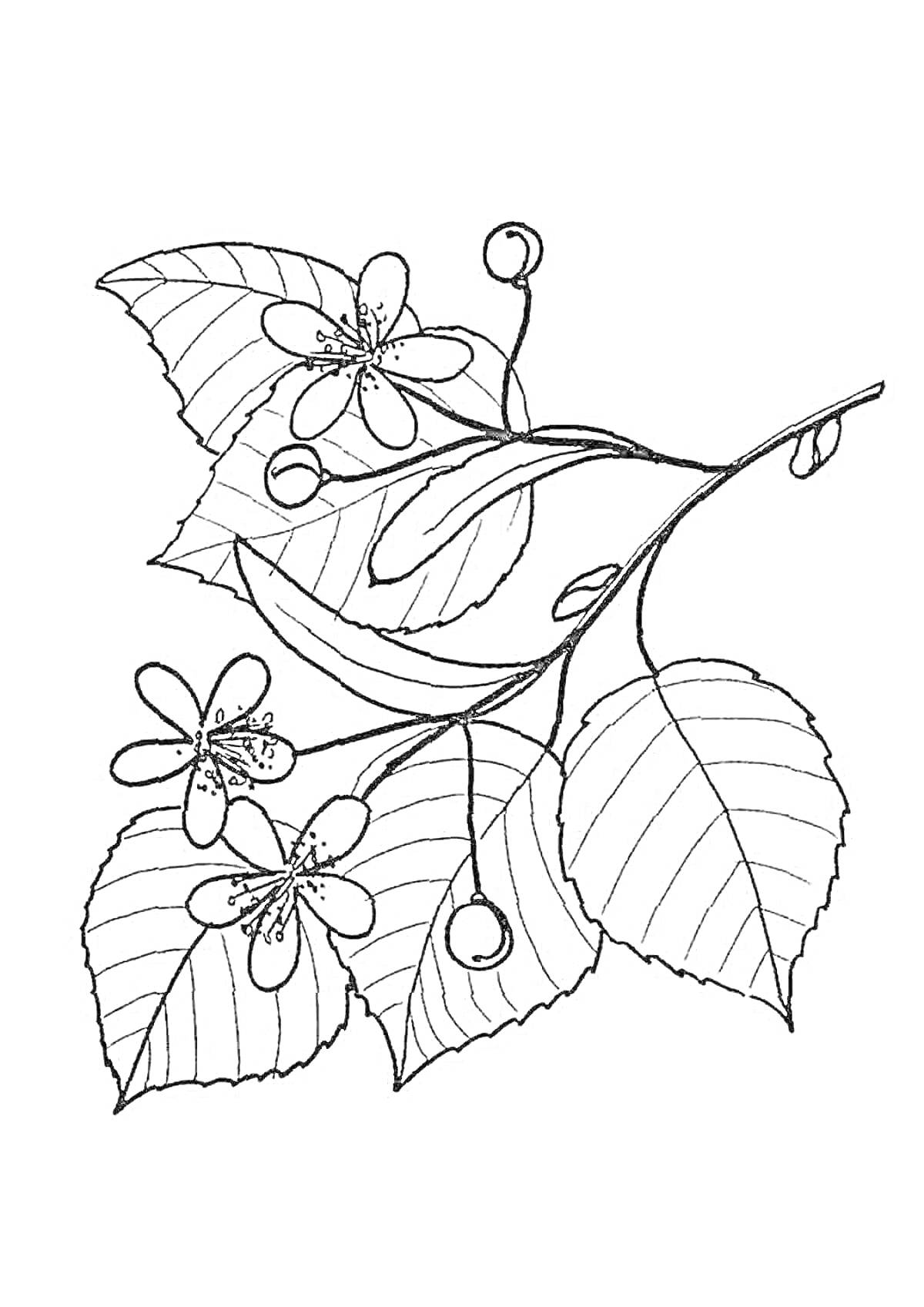 Раскраска листья на ветке с цветами