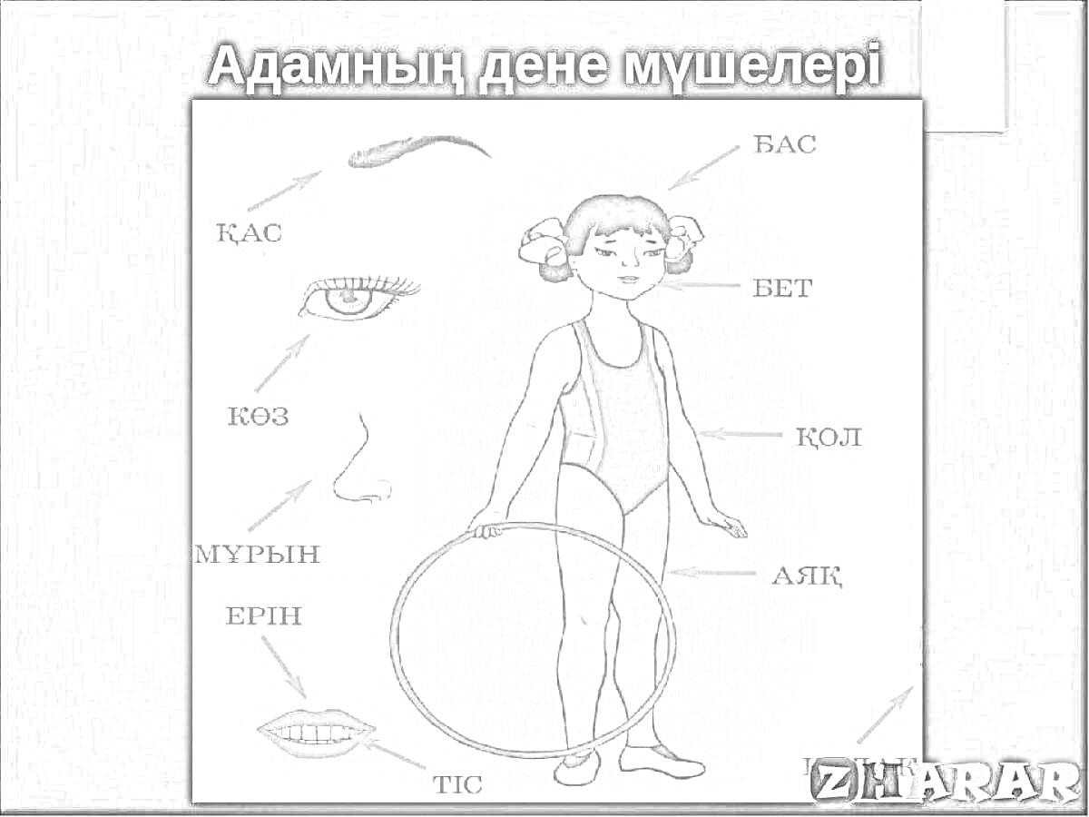 На раскраске изображено: Дене мүшелері, Бас, Көз, Мұрын, Аяқ, Адам