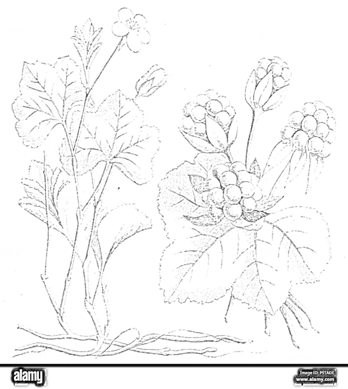 Раскраска морошка с листьями, цветком и ягодами