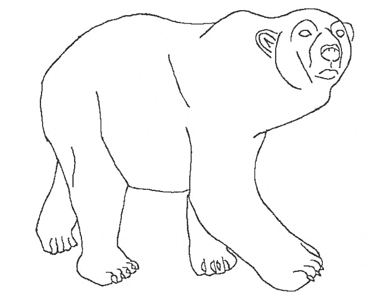 На раскраске изображено: Полярный медведь, Медведь, Животные, Для детей, Арктика, Природа, Контурные рисунки