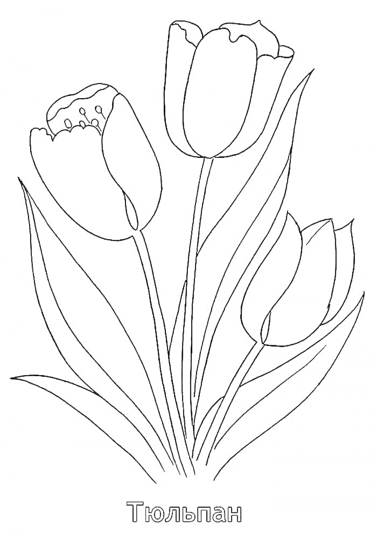На раскраске изображено: Тюльпаны, Цветы, Листья, Бутон, Для детей, Для творчества