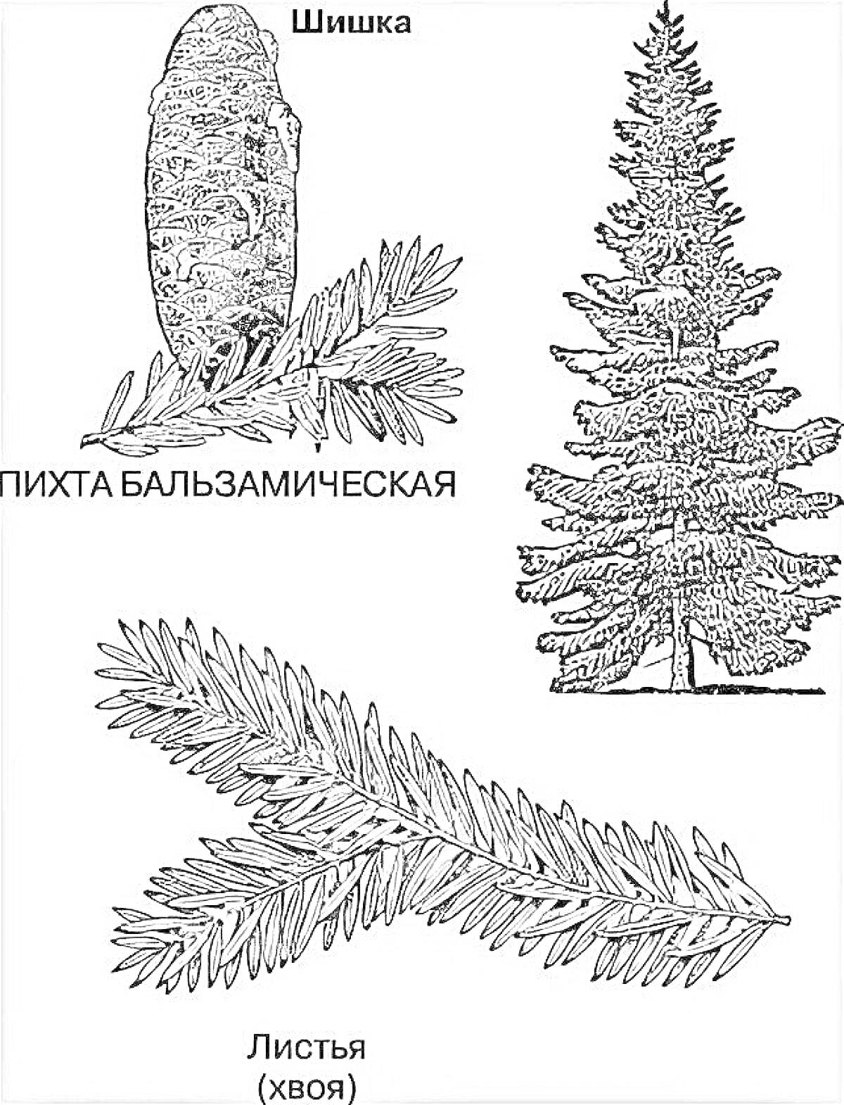 Раскраска Пихта бальзамическая, шишка, дерево, листья (хвоя)