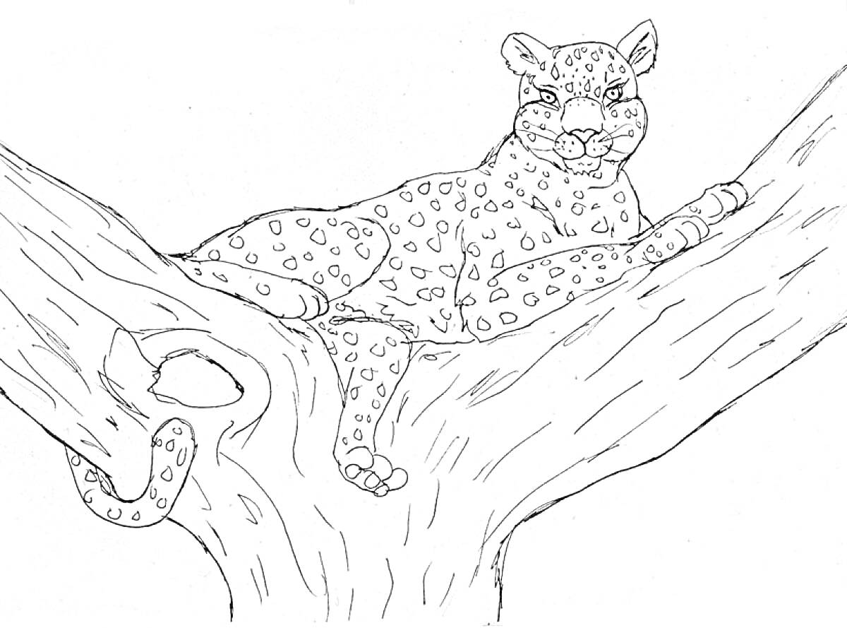  Леопард лежащий на ветке дерева