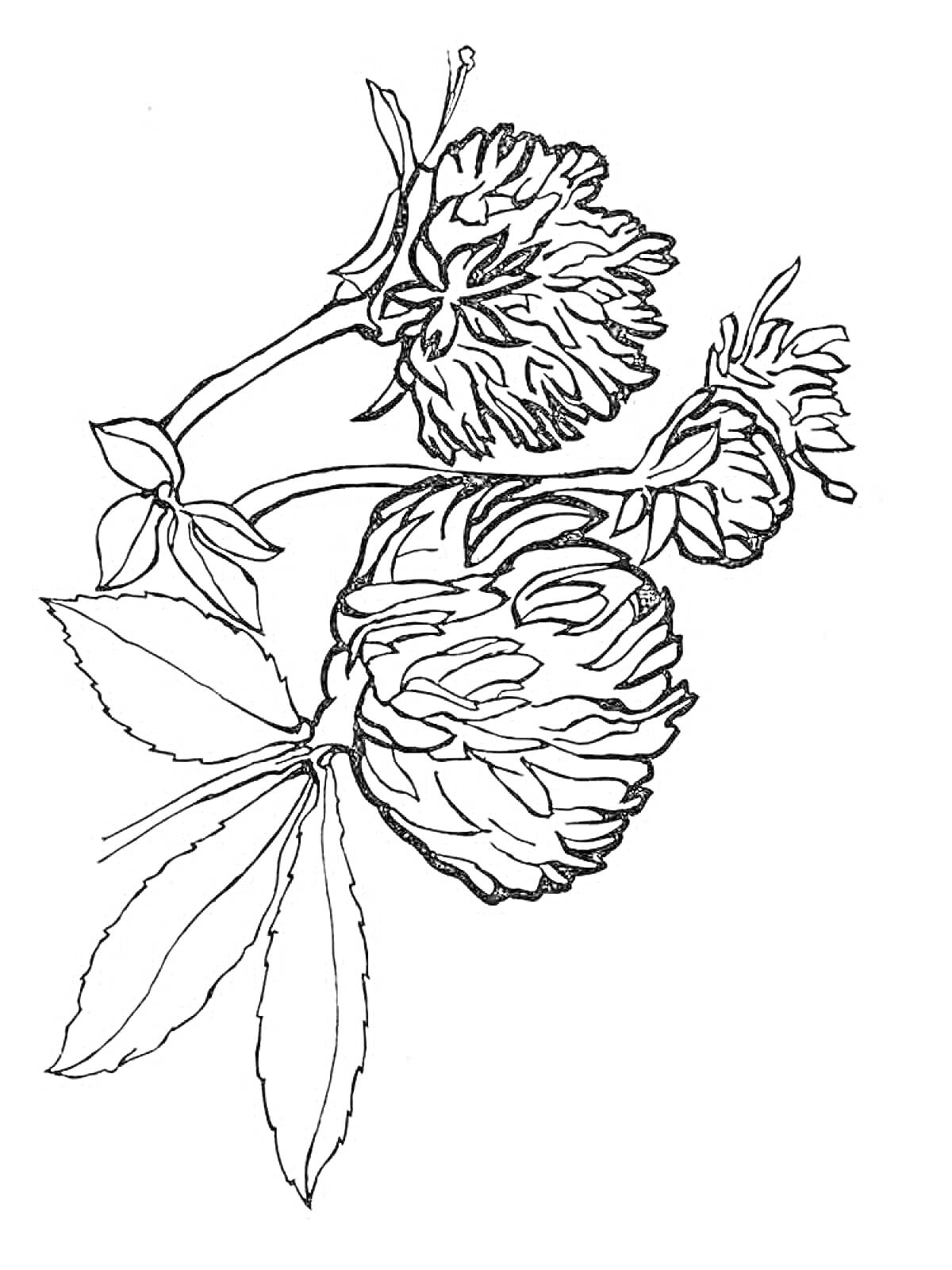 Раскраска Клевер с листьями и цветками